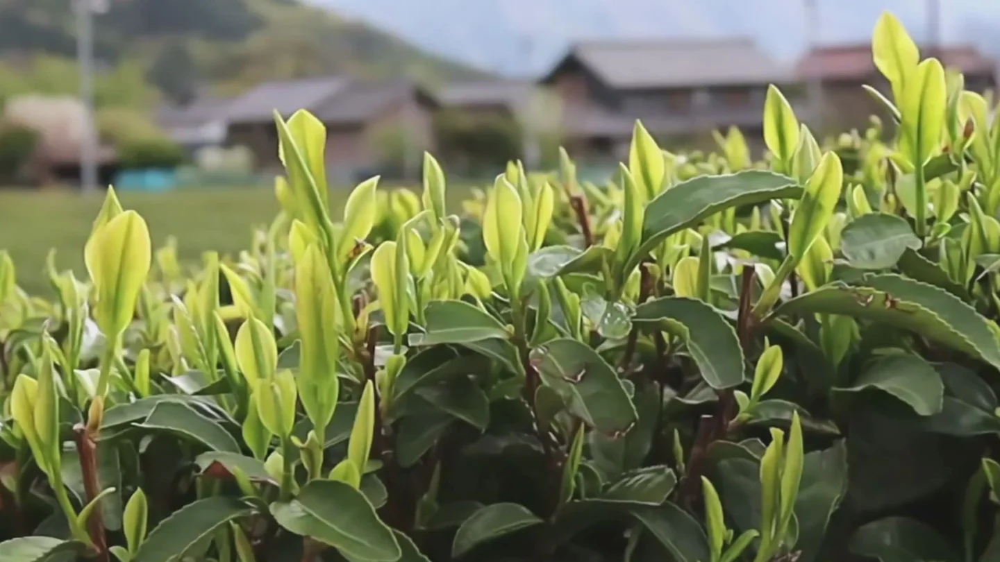 Farm-to-Table Japanese Tea Mastery